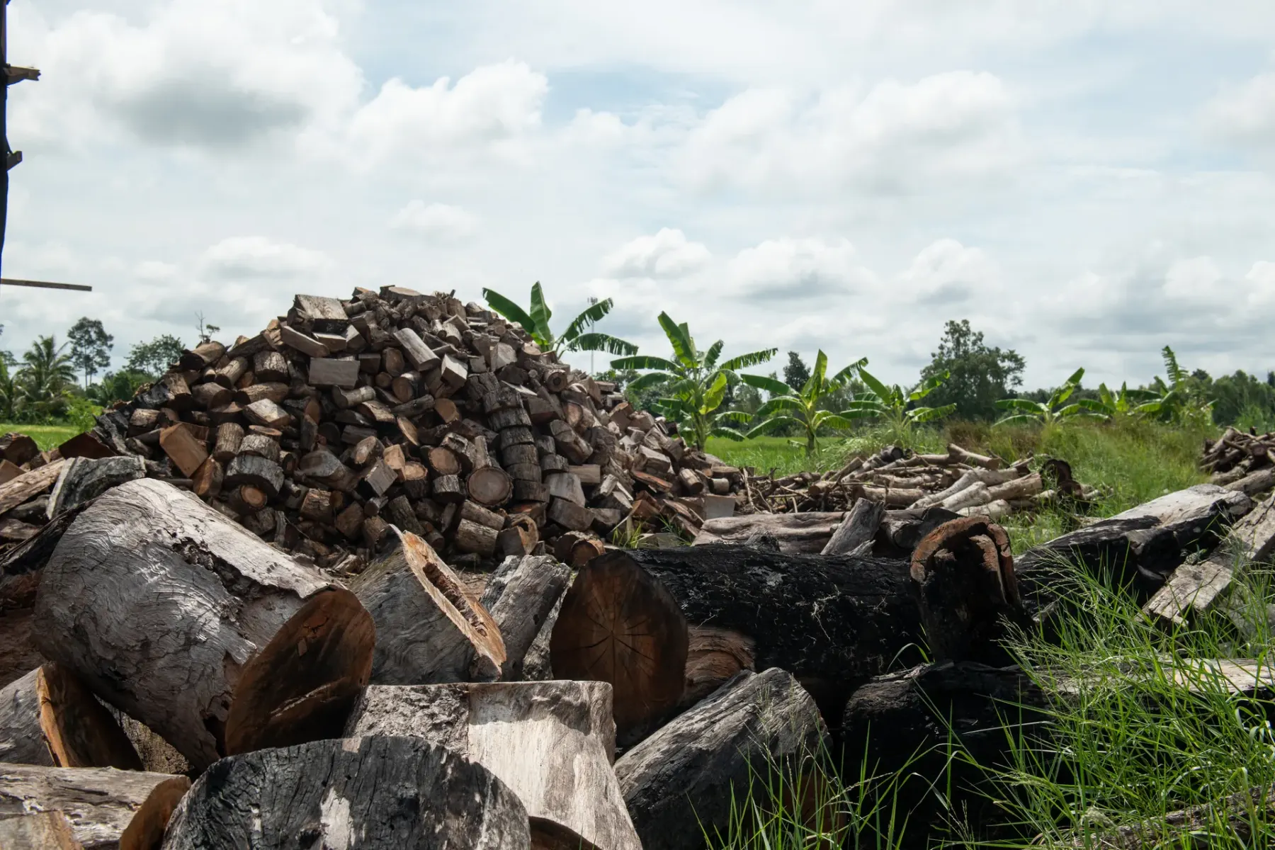 Hardwood drying in the open yard