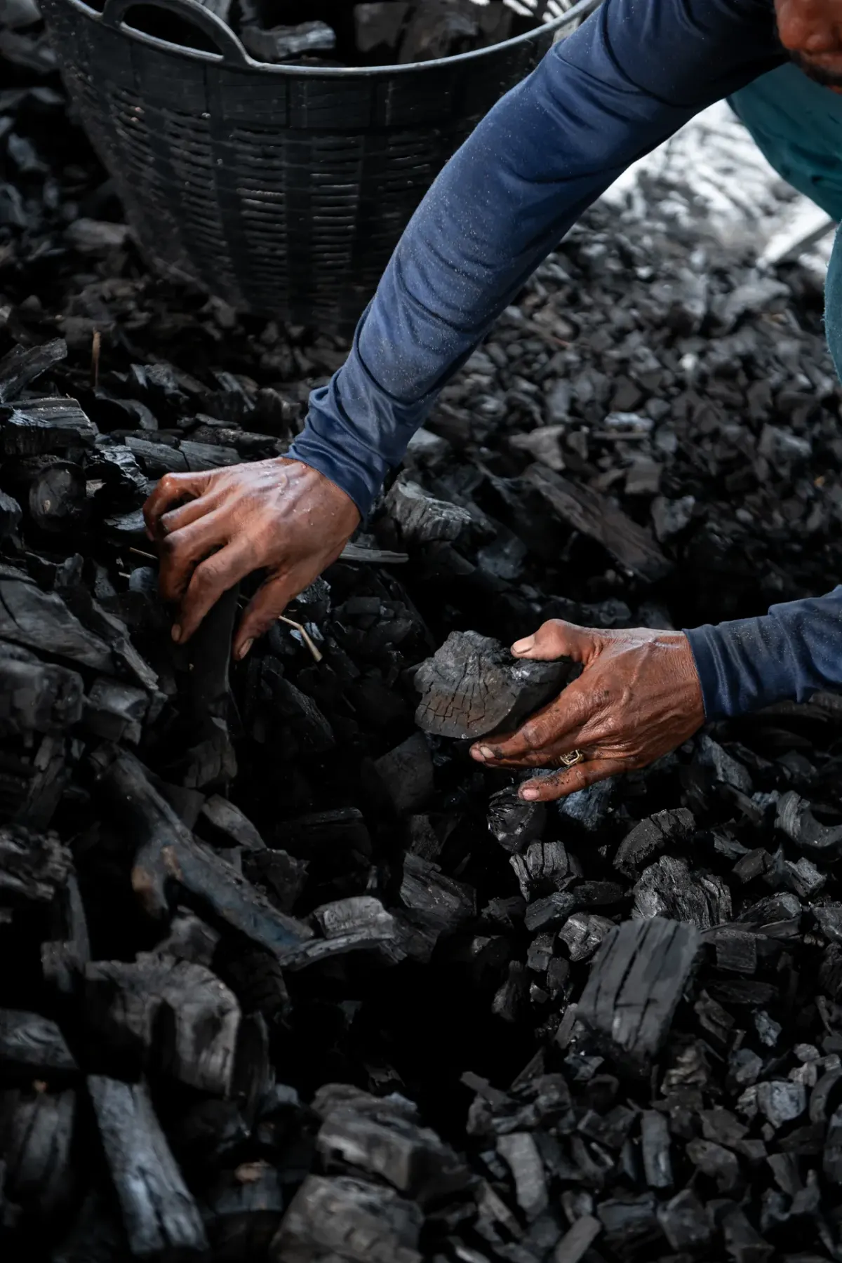 Hands sorting lump charcoal